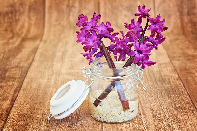 fialový hiacint